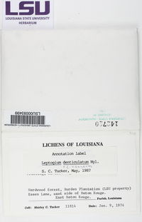 Leptogium denticulatum image