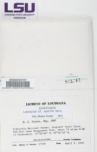 Leptogium sessile image