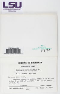 Leptogium denticulatum image