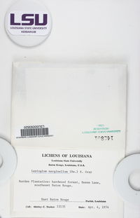 Leptogium marginellum image