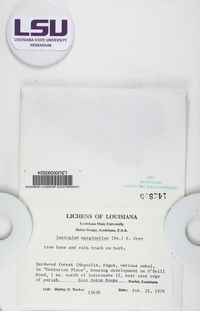 Leptogium marginellum image