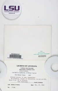 Lecidella euphorea image