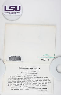 Leptogium milligranum image