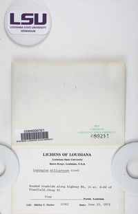 Leptogium milligranum image
