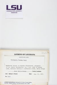 Tricharia subumbrosa image