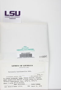 Lepra hypothamnolica image