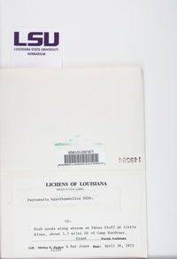 Lepra hypothamnolica image