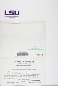 Pertusaria leioplaca image