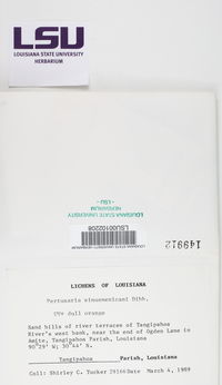 Pertusaria sinusmexicani image