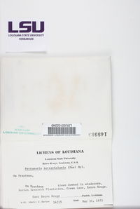 Pertusaria tetrathalamia image