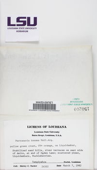 Pertusaria texana image