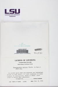 Leiorreuma sericeum image