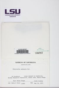 Phlyctella andensis image