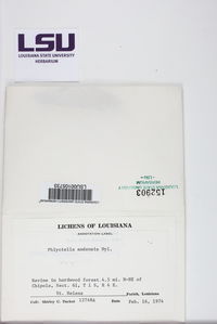 Phlyctella andensis image