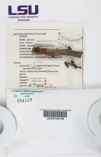 Sarcographa tricosa image