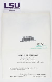 Sarcographa tricosa image