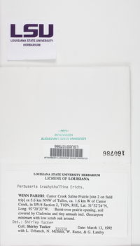 Lepra trachythallina image