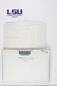Pyrenocollema tichothecioides image