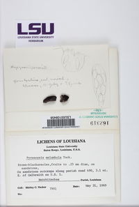 Pyrenopsis subfuliginea image
