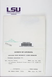 Pyrenula leucostoma image