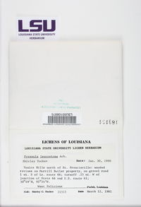 Pyrenula leucostoma image