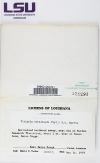 Strigula viridiseda image