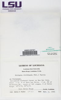 Strigula viridiseda image