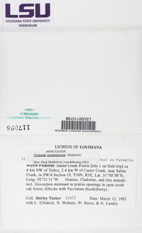 Tremella parmeliarum image