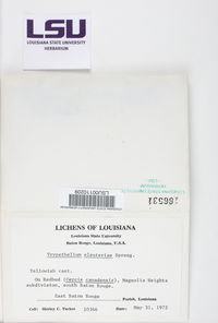 Trypethelium eluteriae image