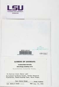 Trypethelium eluteriae image