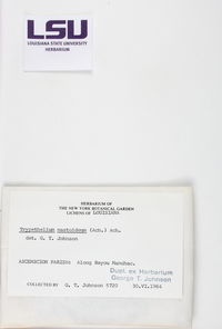 Bathelium carolinianum image