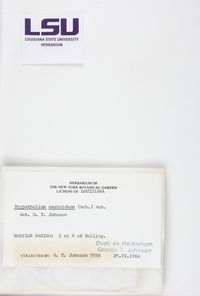 Bathelium carolinianum image