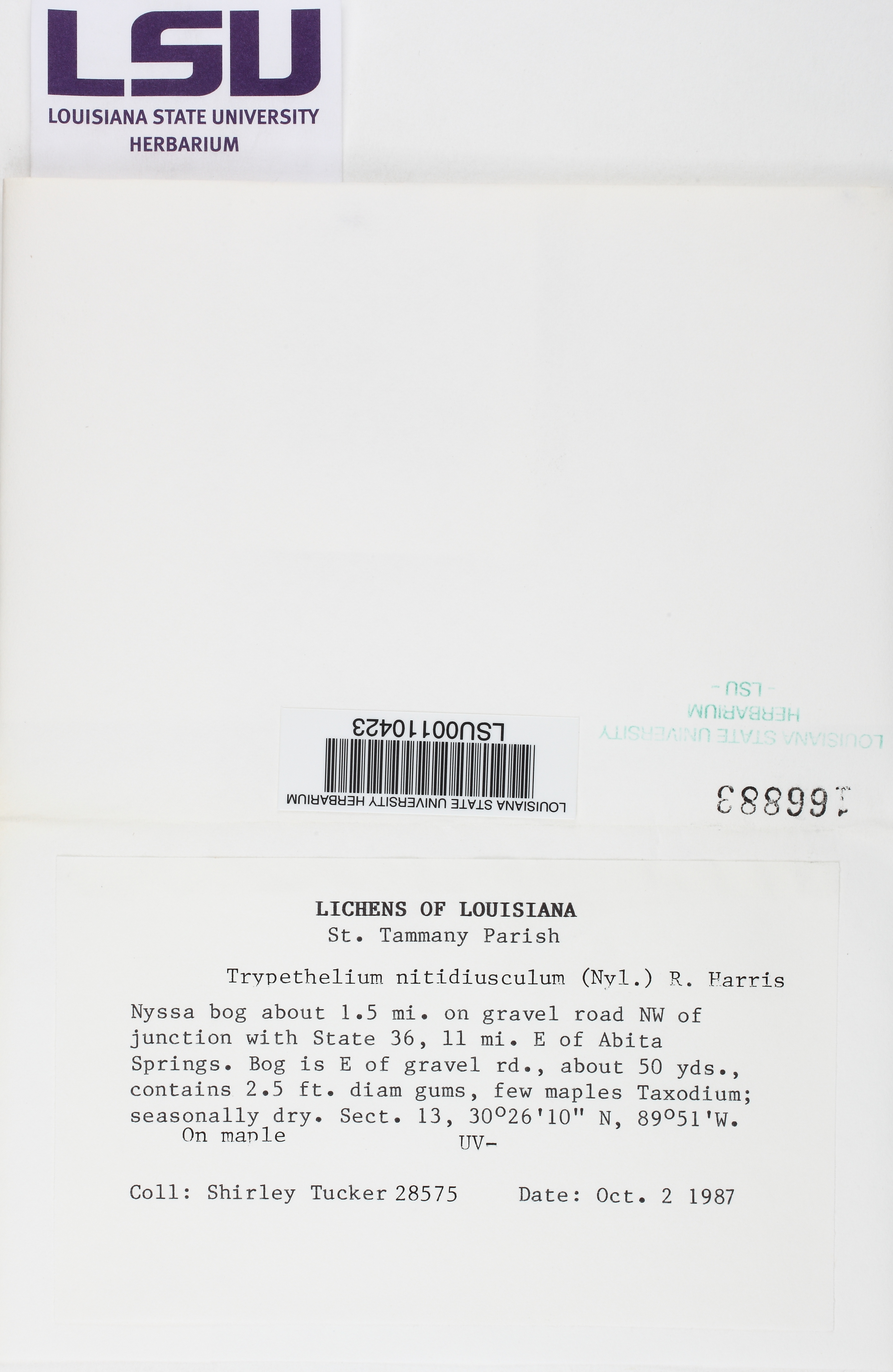 Trypethelium nitidiusculum