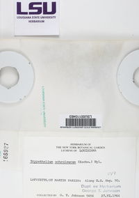 Astrothelium phlyctaena image