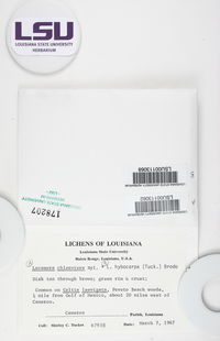 Lecanora hybocarpa image