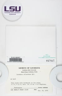 Lecanora chlarotera image