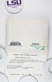 Circinaria gibbosa image