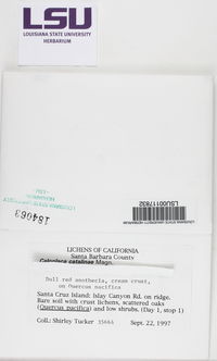 Blastenia catalinae image