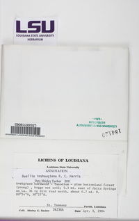 Buellia parastata image