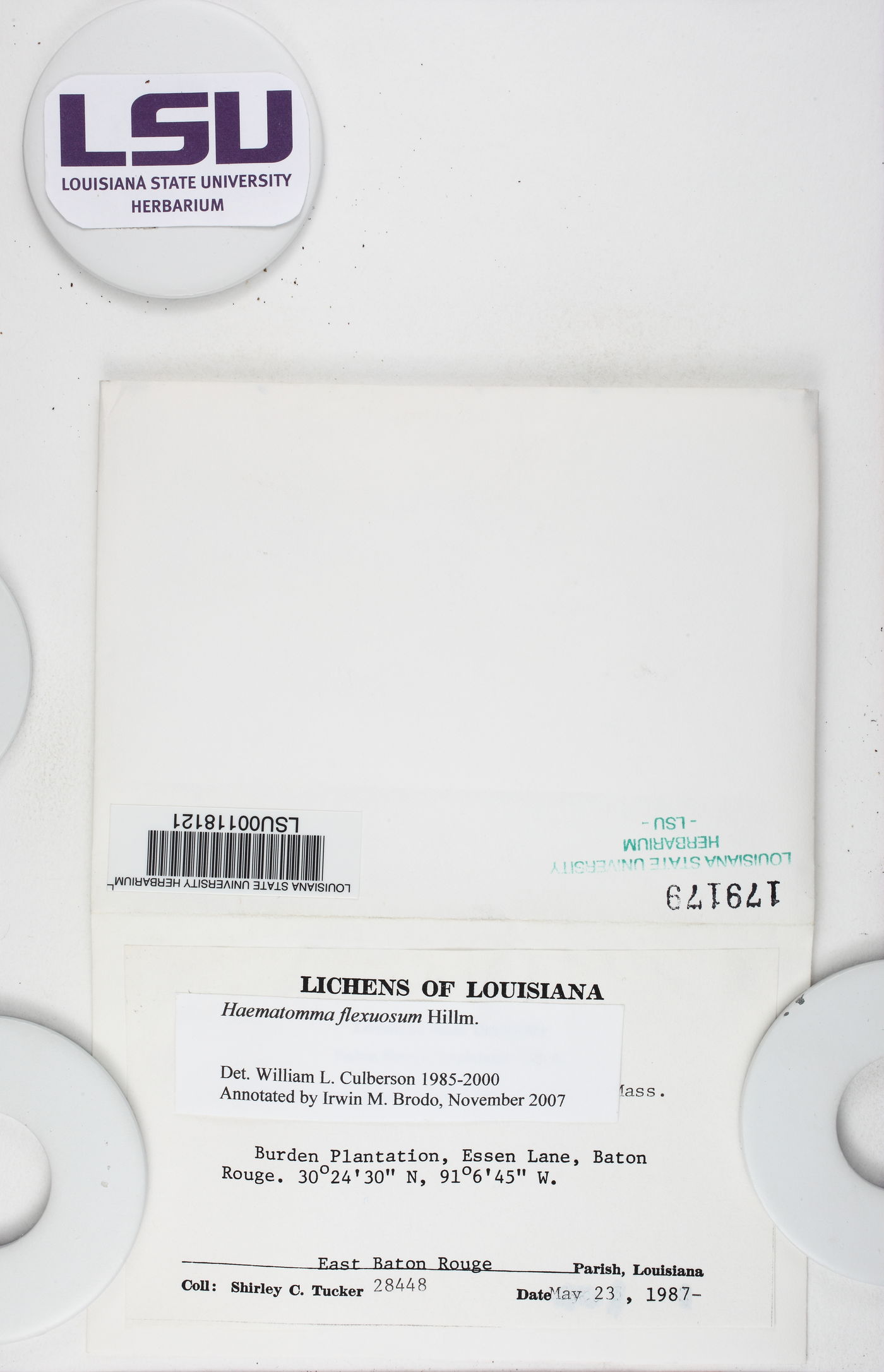 Haematomma flexuosum image