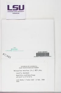 Melaspilea maculosa image