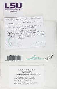 Dendrographa franciscana image