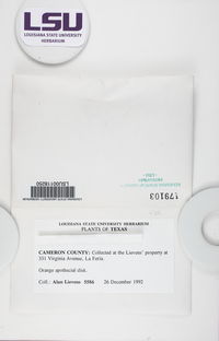 Caloplaca erythrantha image