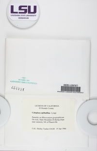 Caloplaca epithallina image