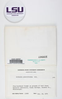 Arthonia punctiformis image