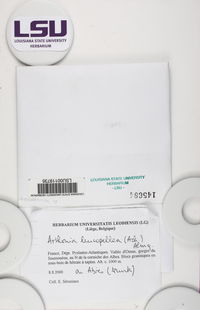 Arthonia leucopellaea image