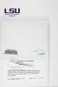 Leiorreuma sericeum image