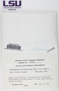 Astrothelium nitidiusculum image