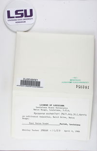 Mycoporum eschweileri image