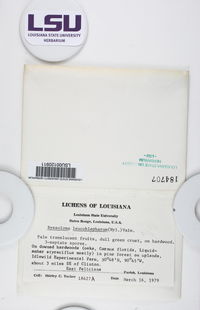 Byssoloma leucoblepharum image